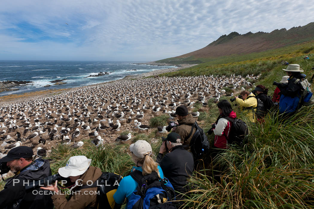 Visitors enjoy the spectacle, of the enormous breeding colony of black-browed albatrosses at Steeple Jason Island. Falkland Islands, United Kingdom, Thalassarche melanophrys, natural history stock photograph, photo id 24226