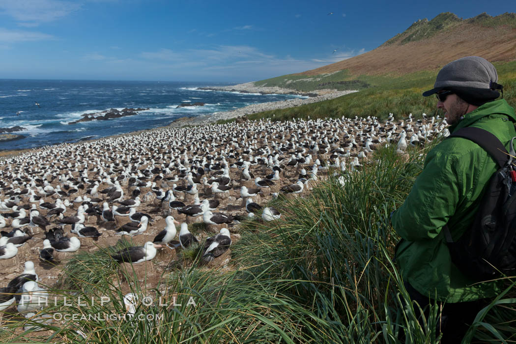 Black-browed albatross colony on Steeple Jason Island in the Falklands.  This is the largest breeding colony of black-browed albatrosses in the world, numbering in the hundreds of thousands of breeding pairs.  The albatrosses lay eggs in September and October, and tend a single chick that will fledge in about 120 days. Falkland Islands, United Kingdom, Thalassarche melanophrys, natural history stock photograph, photo id 24266