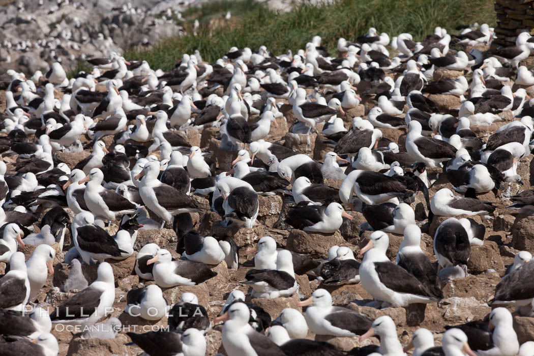 Black-browed albatross colony on Steeple Jason Island in the Falklands.  This is the largest breeding colony of black-browed albatrosses in the world, numbering in the hundreds of thousands of breeding pairs.  The albatrosses lay eggs in September and October, and tend a single chick that will fledge in about 120 days. Falkland Islands, United Kingdom, Thalassarche melanophrys, natural history stock photograph, photo id 24119