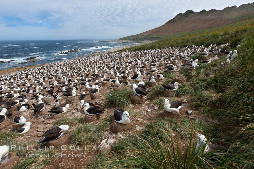 Black-browed albatross colony on Steeple Jason Island in the Falklands.  This is the largest breeding colony of black-browed albatrosses in the world, numbering in the hundreds of thousands of breeding pairs.  The albatrosses lay eggs in September and October, and tend a single chick that will fledge in about 120 days. Falkland Islands, United Kingdom, Thalassarche melanophrys, natural history stock photograph, photo id 24227