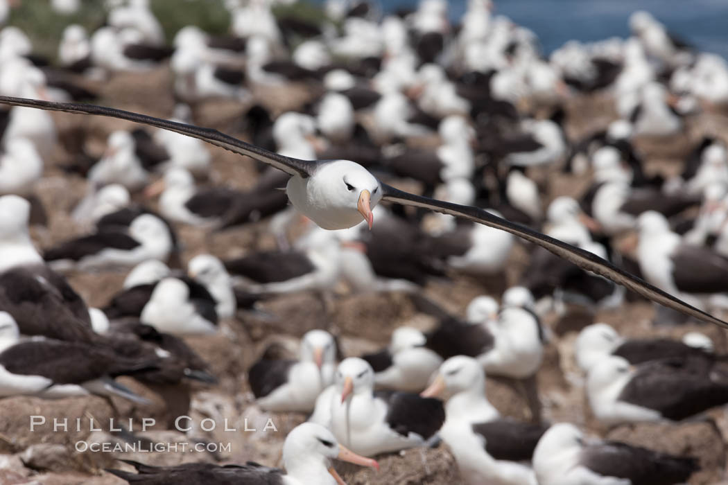 Black-browed albatross in flight, over the enormous colony at Steeple Jason Island in the Falklands. Falkland Islands, United Kingdom, Thalassarche melanophrys, natural history stock photograph, photo id 24213