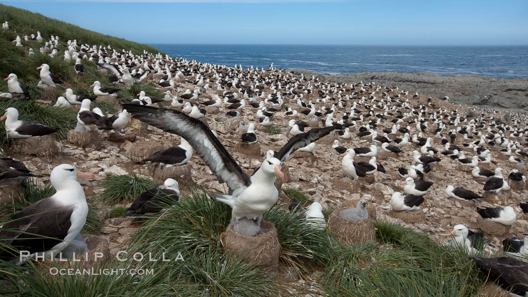 Black-browed albatross, Steeple Jason Island. Falkland Islands, United Kingdom, Thalassarche melanophrys, natural history stock photograph, photo id 24220