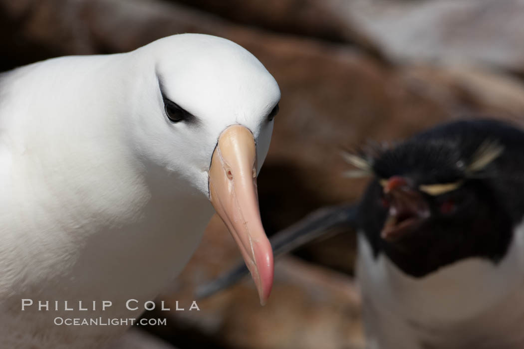 Black-browed albatross, gets an earful from a rockhopper penguin. New Island, Falkland Islands, United Kingdom, natural history stock photograph, photo id 23825