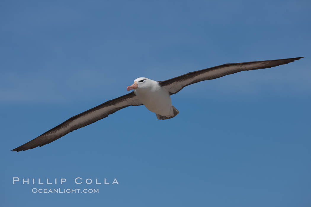 Black-browed albatross in flight, against a blue sky.  Black-browed albatrosses have a wingspan reaching up to 8', weigh up to 10 lbs and can live 70 years.  They roam the open ocean for food and return to remote islands for mating and rearing their chicks. Steeple Jason Island, Falkland Islands, United Kingdom, Thalassarche melanophrys, natural history stock photograph, photo id 24218