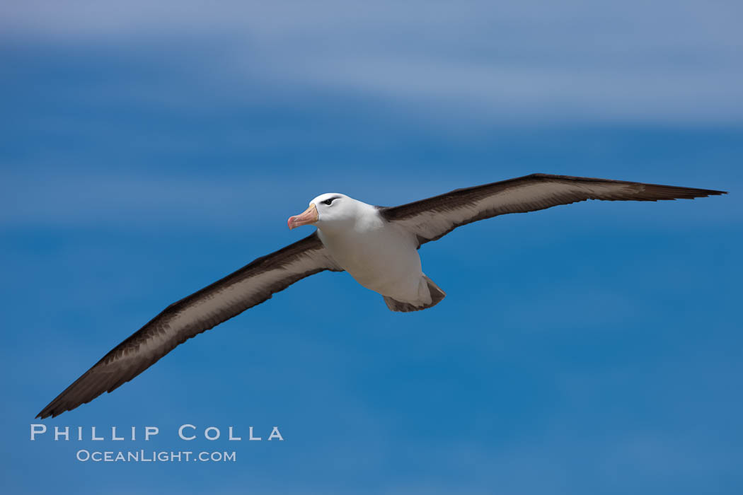 Black-browed albatross in flight, against a blue sky.  Black-browed albatrosses have a wingspan reaching up to 8', weigh up to 10 lbs and can live 70 years.  They roam the open ocean for food and return to remote islands for mating and rearing their chicks. Steeple Jason Island, Falkland Islands, United Kingdom, Thalassarche melanophrys, natural history stock photograph, photo id 24076