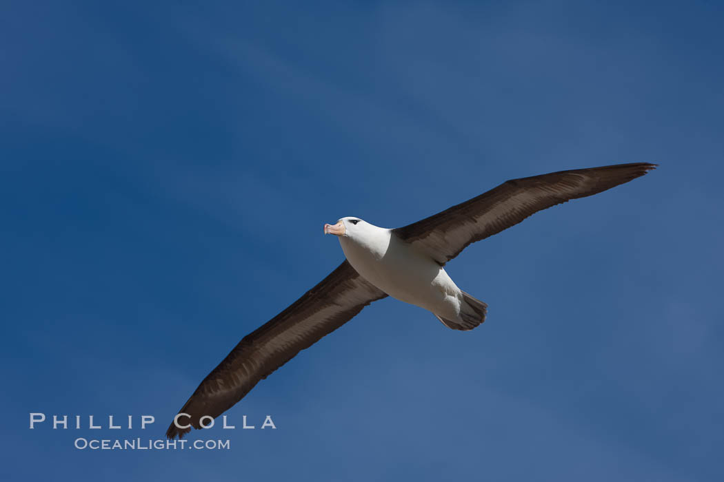 Black-browed albatross in flight, against a blue sky.  Black-browed albatrosses have a wingspan reaching up to 8', weigh up to 10 lbs and can live 70 years.  They roam the open ocean for food and return to remote islands for mating and rearing their chicks. Steeple Jason Island, Falkland Islands, United Kingdom, Thalassarche melanophrys, natural history stock photograph, photo id 24116