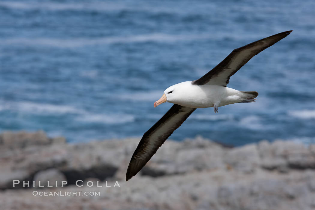 Black-browed albatross soaring in the air, near the breeding colony at Steeple Jason Island. Falkland Islands, United Kingdom, Thalassarche melanophrys, natural history stock photograph, photo id 24111