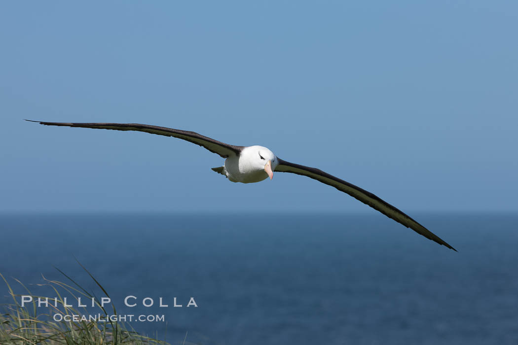 Black-browed albatross in flight, against a blue sky.  Black-browed albatrosses have a wingspan reaching up to 8', weigh up to 10 lbs and can live 70 years.  They roam the open ocean for food and return to remote islands for mating and rearing their chicks. Steeple Jason Island, Falkland Islands, United Kingdom, Thalassarche melanophrys, natural history stock photograph, photo id 24237