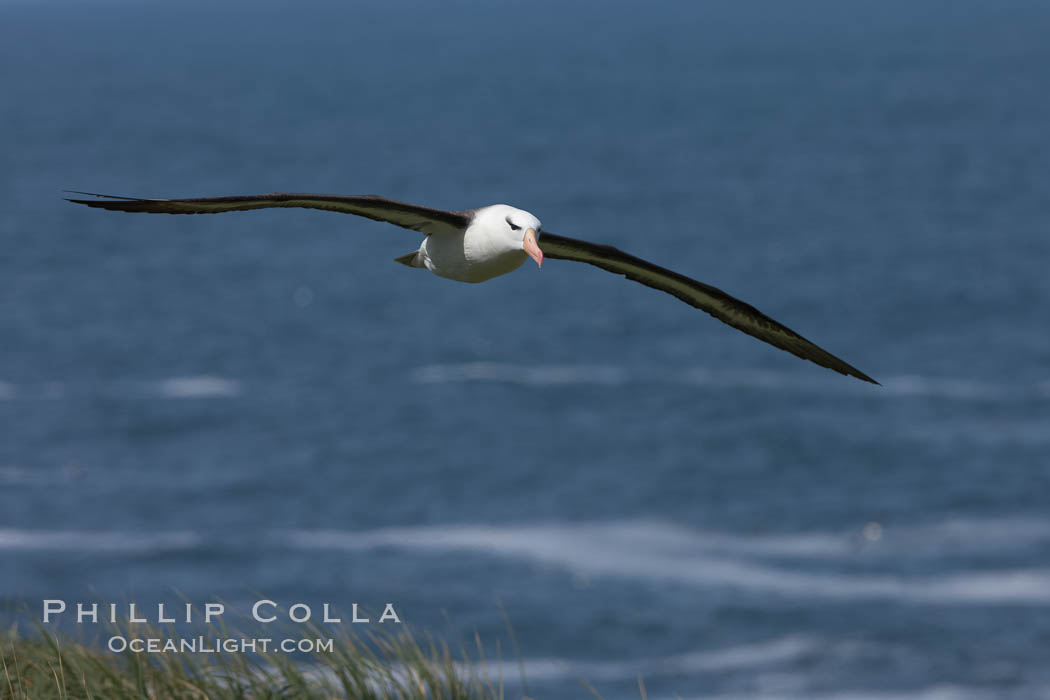 Black-browed albatross soaring in the air, near the breeding colony at Steeple Jason Island. Falkland Islands, United Kingdom, Thalassarche melanophrys, natural history stock photograph, photo id 24241