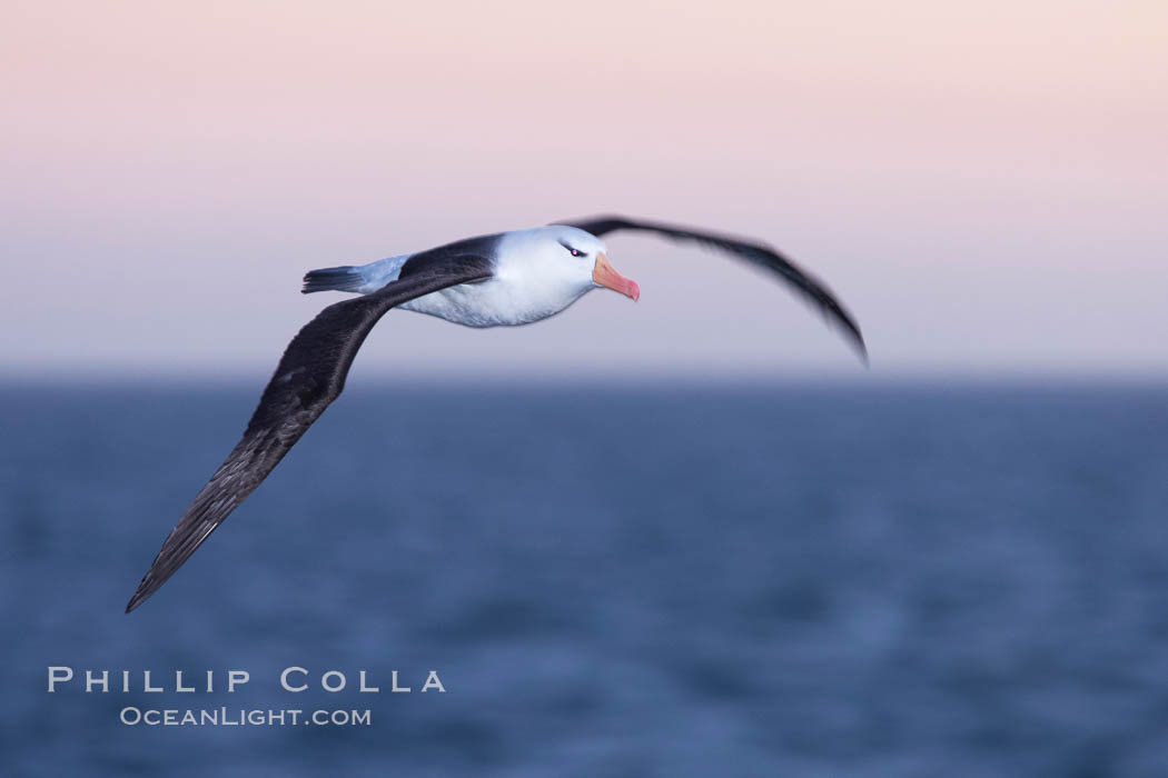 Black-browed albatross in flight, at sea.  The black-browed albatross is a medium-sized seabird at 31-37" long with a 79-94" wingspan and an average weight of 6.4-10 lb. They have a natural lifespan exceeding 70 years. They breed on remote oceanic islands and are circumpolar, ranging throughout the Southern Ocean. Falkland Islands, United Kingdom, Thalassarche melanophrys, natural history stock photograph, photo id 23962