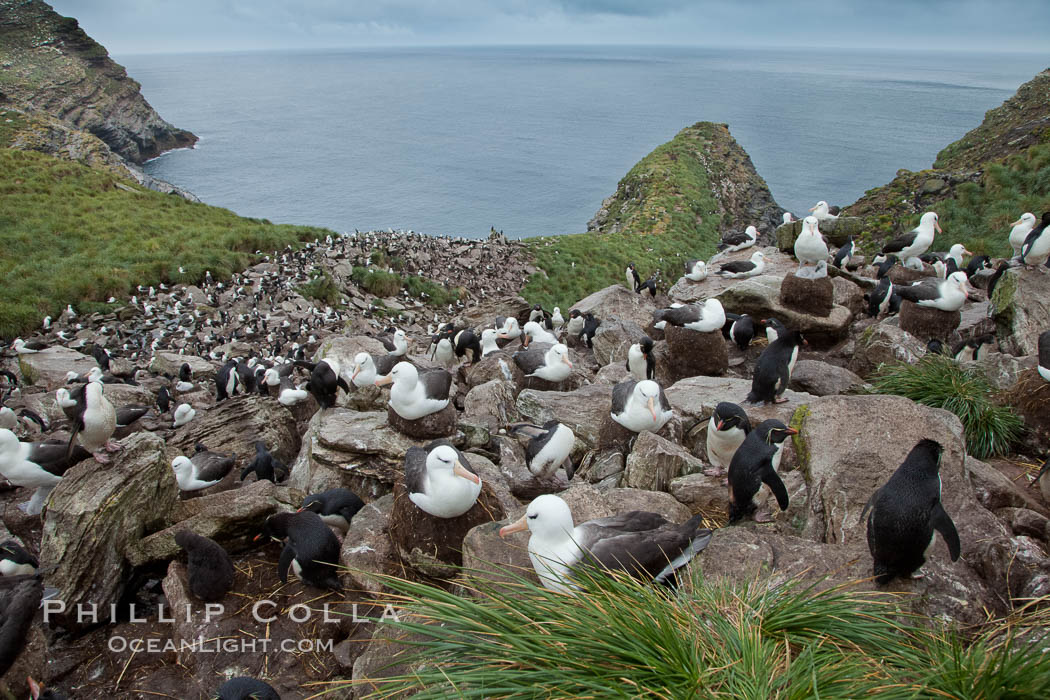 Colony of nesting black-browed albatross, rockhopper penguins and Imperial shags, set high above the ocean on tussock grass-covered seacliffs. Westpoint Island, Falkland Islands, United Kingdom, Eudyptes chrysocome, Phalacrocorax atriceps, Thalassarche melanophrys, natural history stock photograph, photo id 23935