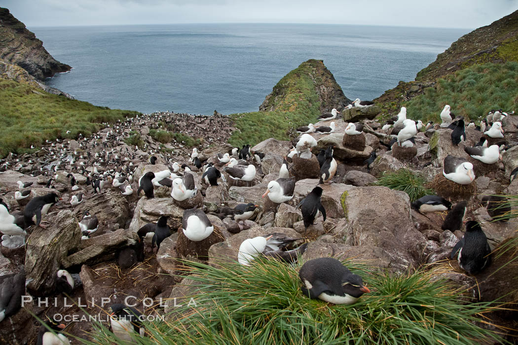 Colony of nesting black-browed albatross, rockhopper penguins and Imperial shags, set high above the ocean on tussock grass-covered seacliffs. Westpoint Island, Falkland Islands, United Kingdom, Eudyptes chrysocome, Phalacrocorax atriceps, Thalassarche melanophrys, natural history stock photograph, photo id 23953