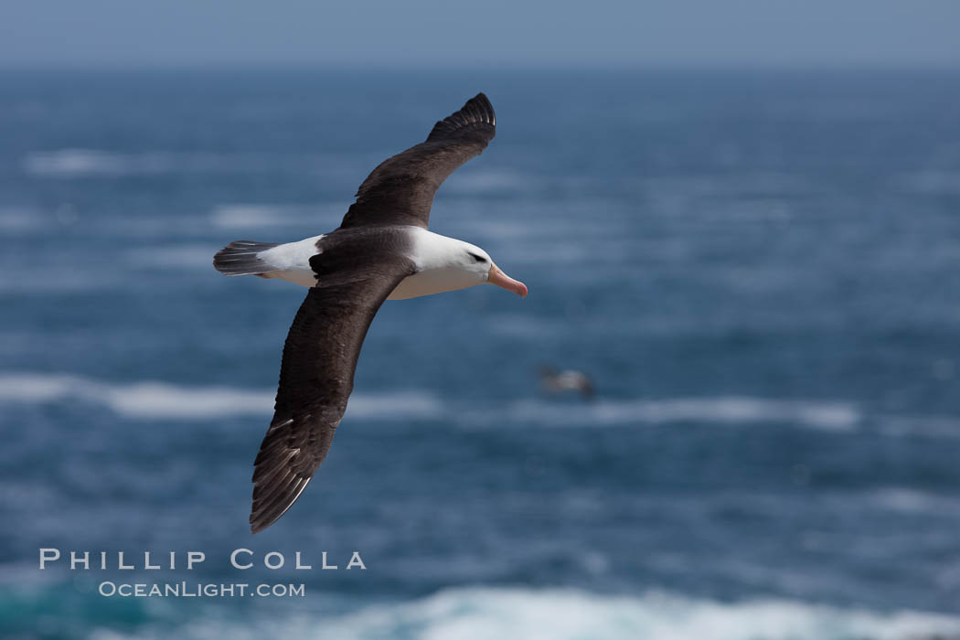 Black-browed albatross, in flight over the ocean.  The wingspan of the black-browed albatross can reach 10', it can weigh up to 10 lbs and live for as many as 70 years. Steeple Jason Island, Falkland Islands, United Kingdom, Thalassarche melanophrys, natural history stock photograph, photo id 24106