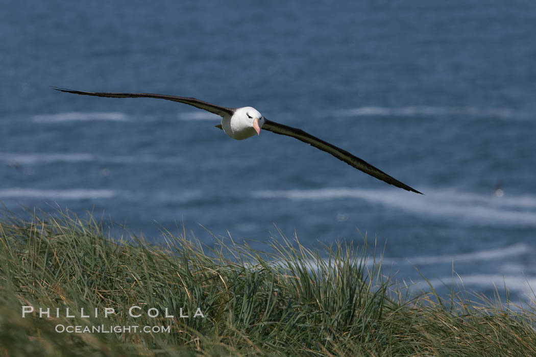 Black-browed albatross soaring in the air, near the breeding colony at Steeple Jason Island. Falkland Islands, United Kingdom, Thalassarche melanophrys, natural history stock photograph, photo id 24154