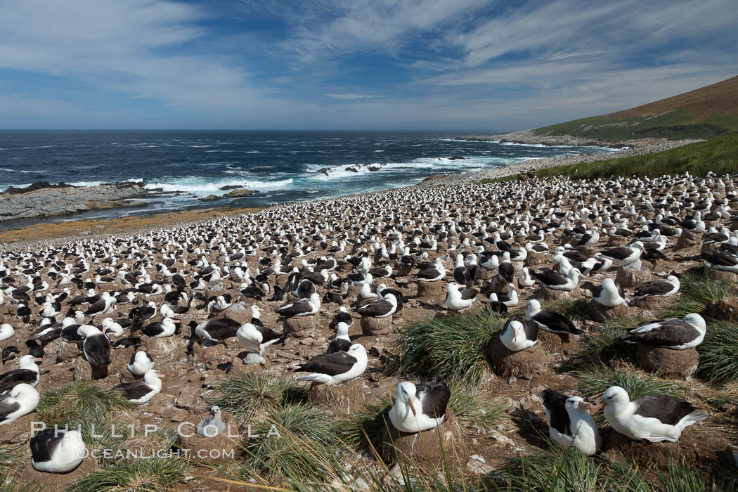 Black-browed albatross colony on Steeple Jason Island in the Falklands.  This is the largest breeding colony of black-browed albatrosses in the world, numbering in the hundreds of thousands of breeding pairs.  The albatrosses lay eggs in September and October, and tend a single chick that will fledge in about 120 days. Falkland Islands, United Kingdom, Thalassarche melanophrys, natural history stock photograph, photo id 24157