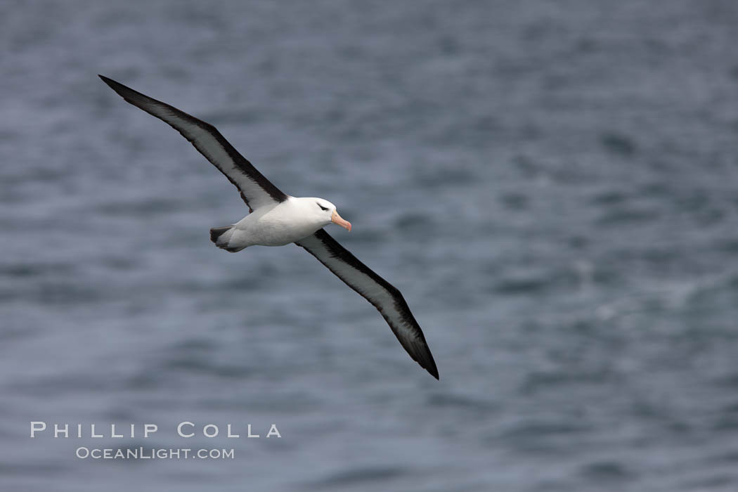 Black-browed albatross in flight.  The black-browed albatross is a medium-sized seabird at 31�37" long with a 79�94" wingspan and an average weight of 6.4�10 lb. They have a natural lifespan exceeding 70 years. They breed on remote oceanic islands and are circumpolar, ranging throughout the Southern Oceanic. Falkland Islands, United Kingdom, Thalassarche melanophrys, natural history stock photograph, photo id 23720