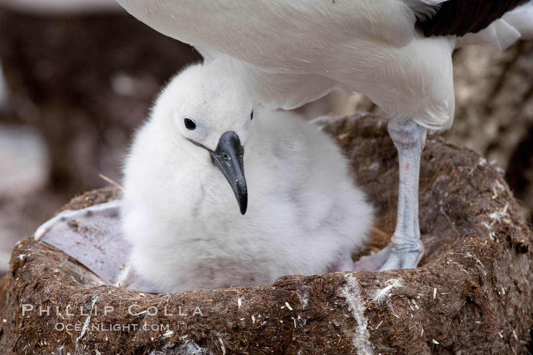 Black-browed albatross, chick in nest. Westpoint Island, Falkland Islands, United Kingdom, Thalassarche melanophrys, natural history stock photograph, photo id 23948