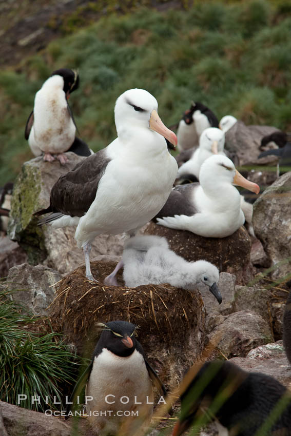 Black-browed albatross. Westpoint Island, Falkland Islands, United Kingdom, Thalassarche melanophrys, natural history stock photograph, photo id 23952