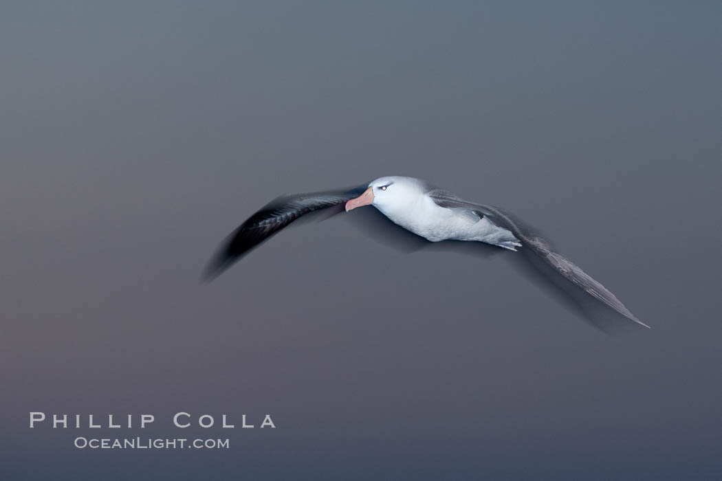 Black-browed albatross in flight, at sea.  The black-browed albatross is a medium-sized seabird at 31-37" long with a 79-94" wingspan and an average weight of 6.4-10 lb. They have a natural lifespan exceeding 70 years. They breed on remote oceanic islands and are circumpolar, ranging throughout the Southern Oceanic. Falkland Islands, United Kingdom, Thalassarche melanophrys, natural history stock photograph, photo id 24012