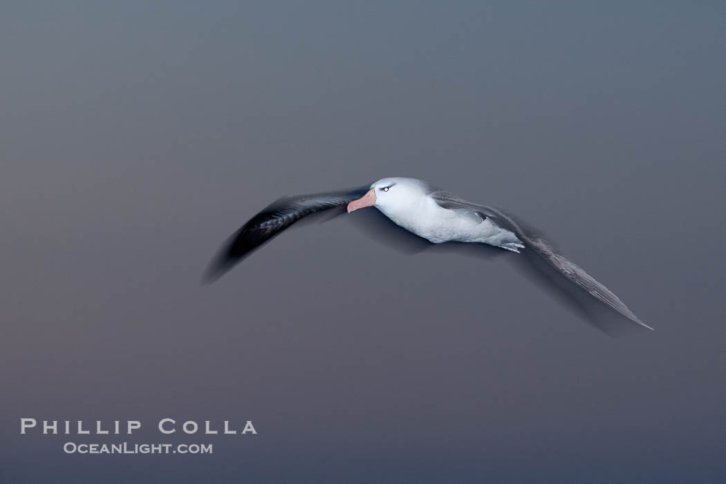 Black-browed albatross in flight, at sea.  The black-browed albatross is a medium-sized seabird at 31-37" long with a 79-94" wingspan and an average weight of 6.4-10 lb. They have a natural lifespan exceeding 70 years. They breed on remote oceanic islands and are circumpolar, ranging throughout the Southern Ocean., Thalassarche melanophrys, natural history stock photograph, photo id 24012