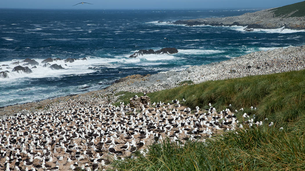 Black-browed albatross colony on Steeple Jason Island in the Falklands.  This is the largest breeding colony of black-browed albatrosses in the world, numbering in the hundreds of thousands of breeding pairs.  The albatrosses lay eggs in September and October, and tend a single chick that will fledge in about 120 days. Falkland Islands, United Kingdom, Thalassarche melanophrys, natural history stock photograph, photo id 24124