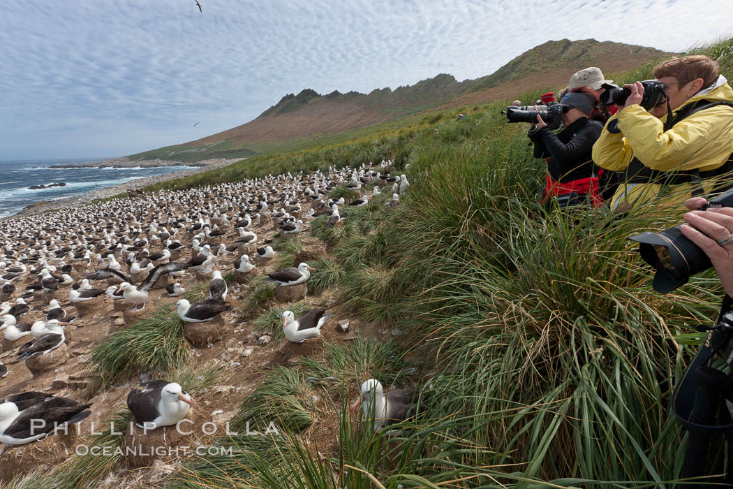Visitors enjoy the spectacle, of the enormous breeding colony of black-browed albatrosses at Steeple Jason Island. Falkland Islands, United Kingdom, Thalassarche melanophrys, natural history stock photograph, photo id 24148