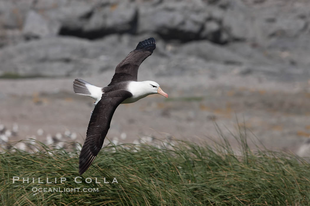 Black-browed albatross, Steeple Jason Island. Falkland Islands, United Kingdom, Thalassarche melanophrys, natural history stock photograph, photo id 24156
