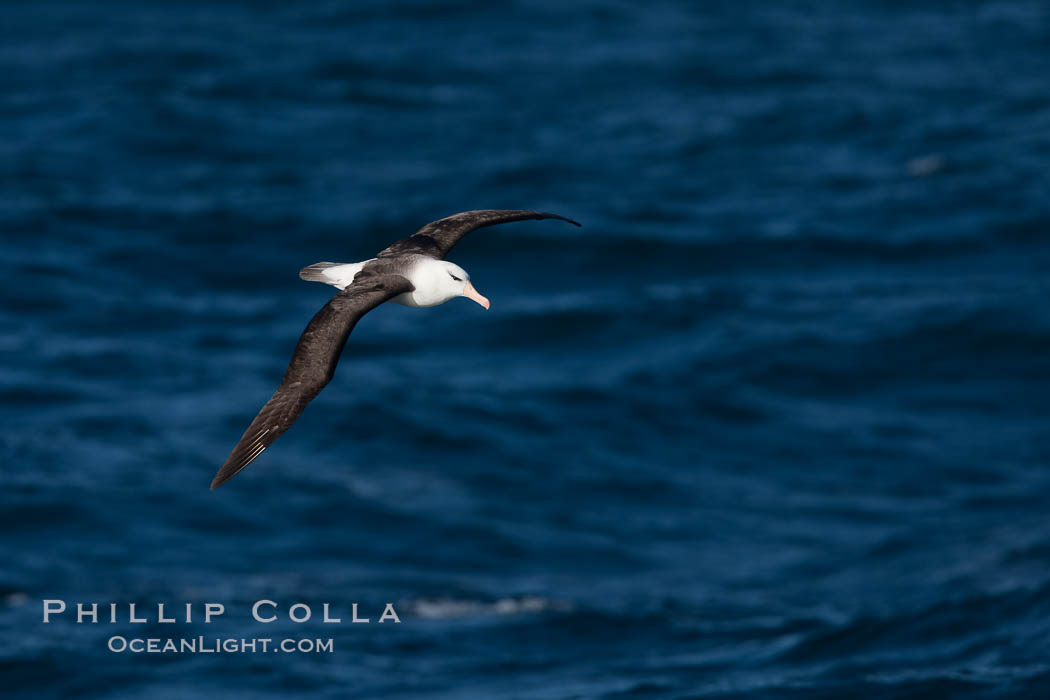 Black-browed albatross in flight, at sea.  The black-browed albatross is a medium-sized seabird at 31-37" long with a 79-94" wingspan and an average weight of 6.4-10 lb. They have a natural lifespan exceeding 70 years. They breed on remote oceanic islands and are circumpolar, ranging throughout the Southern Oceanic., Thalassarche melanophrys, natural history stock photograph, photo id 24164