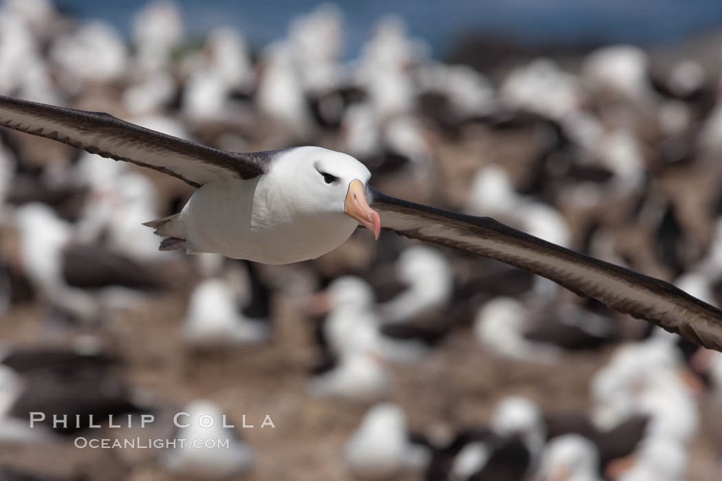 Black-browed albatross in flight, over the enormous colony at Steeple Jason Island in the Falklands. Falkland Islands, United Kingdom, Thalassarche melanophrys, natural history stock photograph, photo id 24212