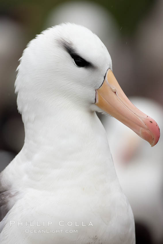 Black-browed albatross. Westpoint Island, Falkland Islands, United Kingdom, Thalassarche melanophrys, natural history stock photograph, photo id 23939