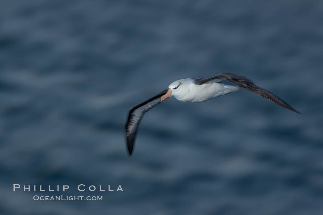 Black-browed albatross in flight, at sea.  The black-browed albatross is a medium-sized seabird at 31-37" long with a 79-94" wingspan and an average weight of 6.4-10 lb. They have a natural lifespan exceeding 70 years. They breed on remote oceanic islands and are circumpolar, ranging throughout the Southern Ocean. Falkland Islands, United Kingdom, Thalassarche melanophrys, natural history stock photograph, photo id 24023