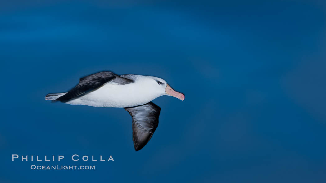 Black-browed albatross in flight, against a blue sky.  Black-browed albatrosses have a wingspan reaching up to 8', weigh up to 10 lbs and can live 70 years.  They roam the open ocean for food and return to remote islands for mating and rearing their chicks. Southern Ocean, Thalassarche melanophrys, natural history stock photograph, photo id 24139