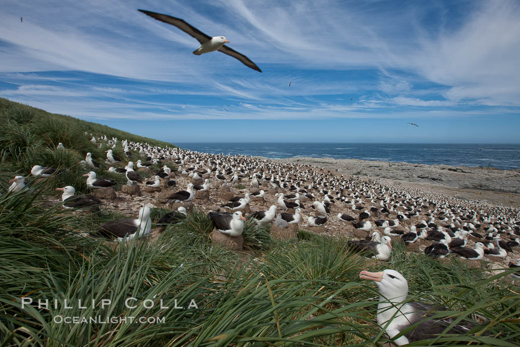 Black-browed albatross in flight, over the enormous colony at Steeple Jason Island in the Falklands. Falkland Islands, United Kingdom, Thalassarche melanophrys, natural history stock photograph, photo id 24147