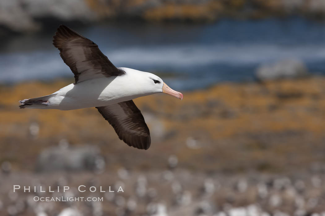 Black-browed albatross in flight, over the enormous colony at Steeple Jason Island in the Falklands. Falkland Islands, United Kingdom, Thalassarche melanophrys, natural history stock photograph, photo id 24155