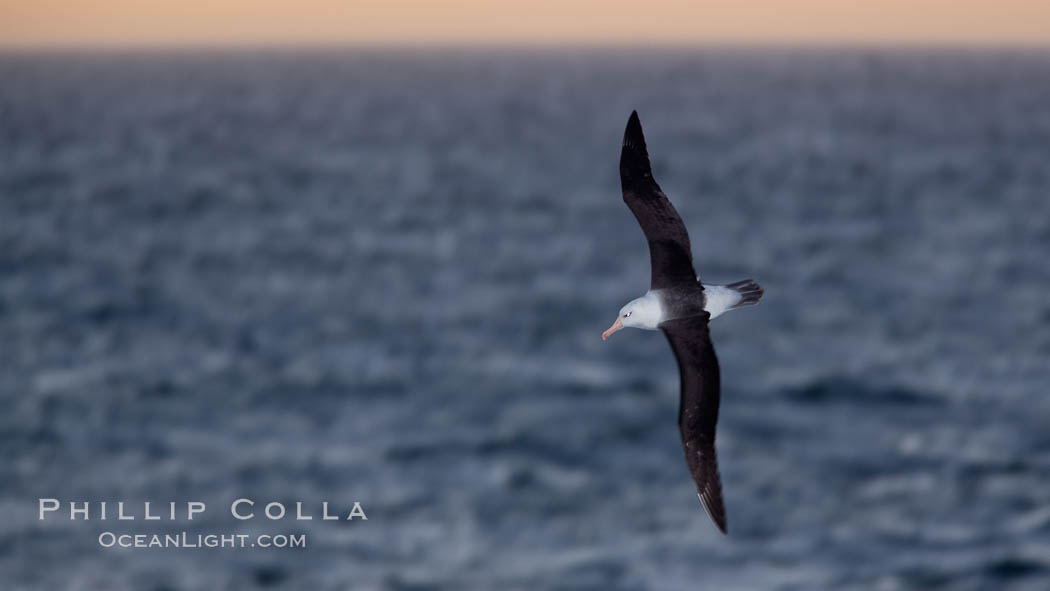 Black-browed albatross flying over the ocean, as it travels and forages for food at sea.  The black-browed albatross is a medium-sized seabird at 31-37" long with a 79-94" wingspan and an average weight of 6.4-10 lb. They have a natural lifespan exceeding 70 years. They breed on remote oceanic islands and are circumpolar, ranging throughout the Southern Oceanic. Falkland Islands, United Kingdom, Thalassarche melanophrys, natural history stock photograph, photo id 24021