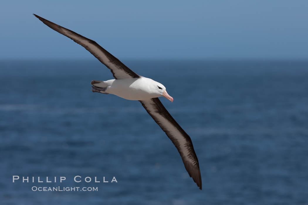 Black-browed albatross in flight, against a blue sky.  Black-browed albatrosses have a wingspan reaching up to 8', weigh up to 10 lbs and can live 70 years.  They roam the open ocean for food and return to remote islands for mating and rearing their chicks, Thalassarche melanophrys, Steeple Jason Island