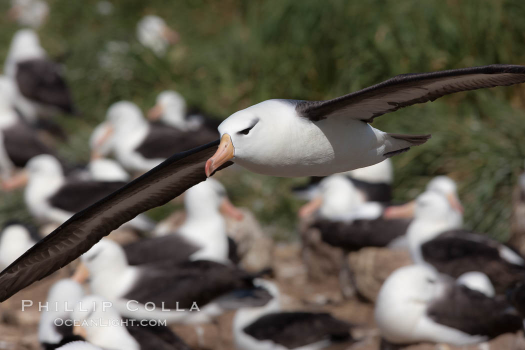 Black-browed albatross in flight, over the enormous colony at Steeple Jason Island in the Falklands. Falkland Islands, United Kingdom, Thalassarche melanophrys, natural history stock photograph, photo id 24153