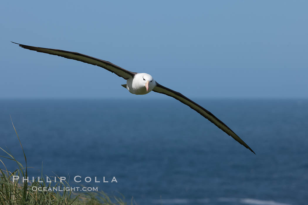 Black-browed albatross in flight, against a blue sky.  Black-browed albatrosses have a wingspan reaching up to 8', weigh up to 10 lbs and can live 70 years.  They roam the open ocean for food and return to remote islands for mating and rearing their chicks. Steeple Jason Island, Falkland Islands, United Kingdom, Thalassarche melanophrys, natural history stock photograph, photo id 24238