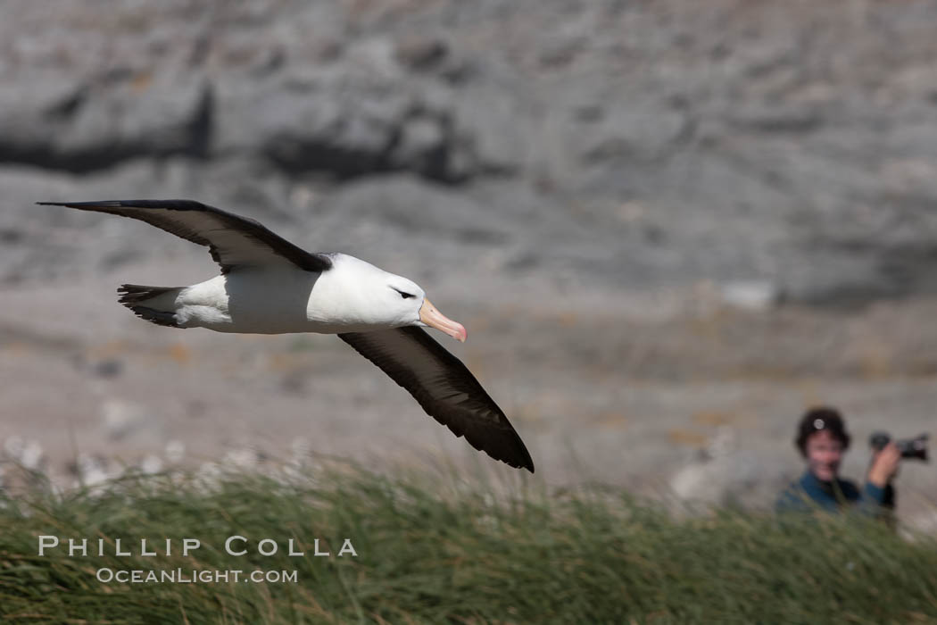 Black-browed albatross, Steeple Jason Island. Falkland Islands, United Kingdom, Thalassarche melanophrys, natural history stock photograph, photo id 24246