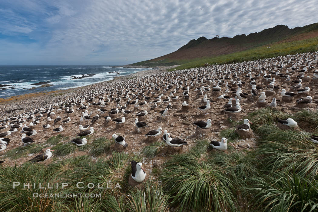 Black-browed albatross colony on Steeple Jason Island in the Falklands.  This is the largest breeding colony of black-browed albatrosses in the world, numbering in the hundreds of thousands of breeding pairs.  The albatrosses lay eggs in September and October, and tend a single chick that will fledge in about 120 days. Falkland Islands, United Kingdom, Thalassarche melanophrys, natural history stock photograph, photo id 24224