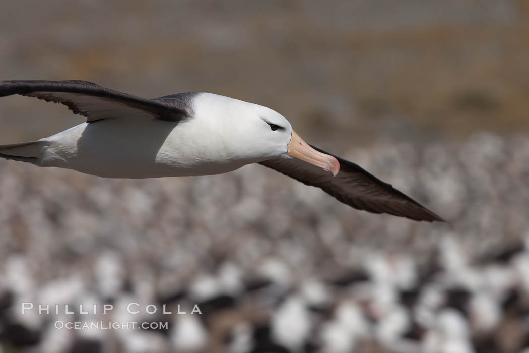 Black-browed albatross in flight, over the enormous colony at Steeple Jason Island in the Falklands. Falkland Islands, United Kingdom, Thalassarche melanophrys, natural history stock photograph, photo id 24244
