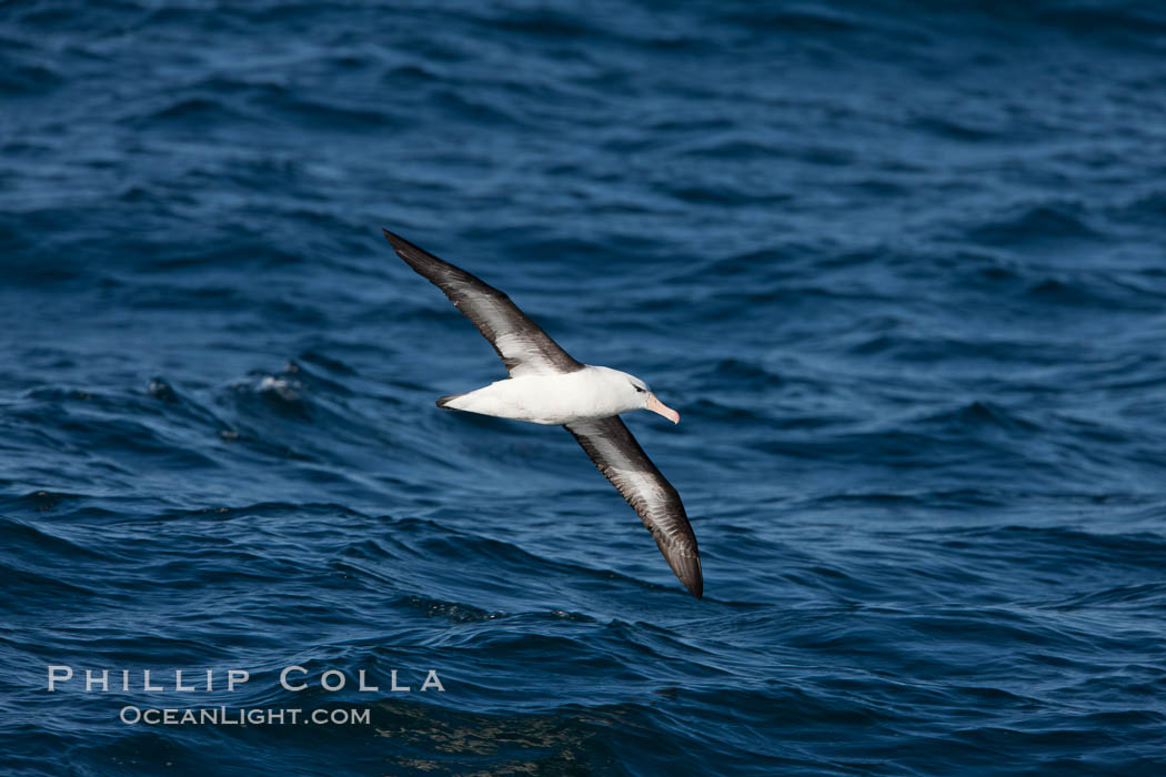 Black-browed albatross in flight, at sea.  The black-browed albatross is a medium-sized seabird at 31-37" long with a 79-94" wingspan and an average weight of 6.4-10 lb. They have a natural lifespan exceeding 70 years. They breed on remote oceanic islands and are circumpolar, ranging throughout the Southern Ocean., Thalassarche melanophrys, natural history stock photograph, photo id 24284