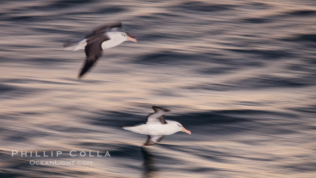 Two black-browed albatross flying over the ocean at night, travelling and foraging for food at sea.  The black-browed albatross is a medium-sized seabird at 31-37" long with a 79-94" wingspan and an average weight of 6.4-10 lb. They have a natural lifespan exceeding 70 years. They breed on remote oceanic islands and are circumpolar, ranging throughout the Southern Ocean. Falkland Islands, United Kingdom, Thalassarche melanophrys, natural history stock photograph, photo id 23979