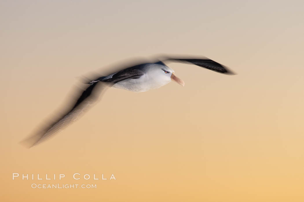 Black-browed albatross in flight, at sea.  The black-browed albatross is a medium-sized seabird at 31-37" long with a 79-94" wingspan and an average weight of 6.4-10 lb. They have a natural lifespan exceeding 70 years. They breed on remote oceanic islands and are circumpolar, ranging throughout the Southern Oceanic, Thalassarche melanophrys