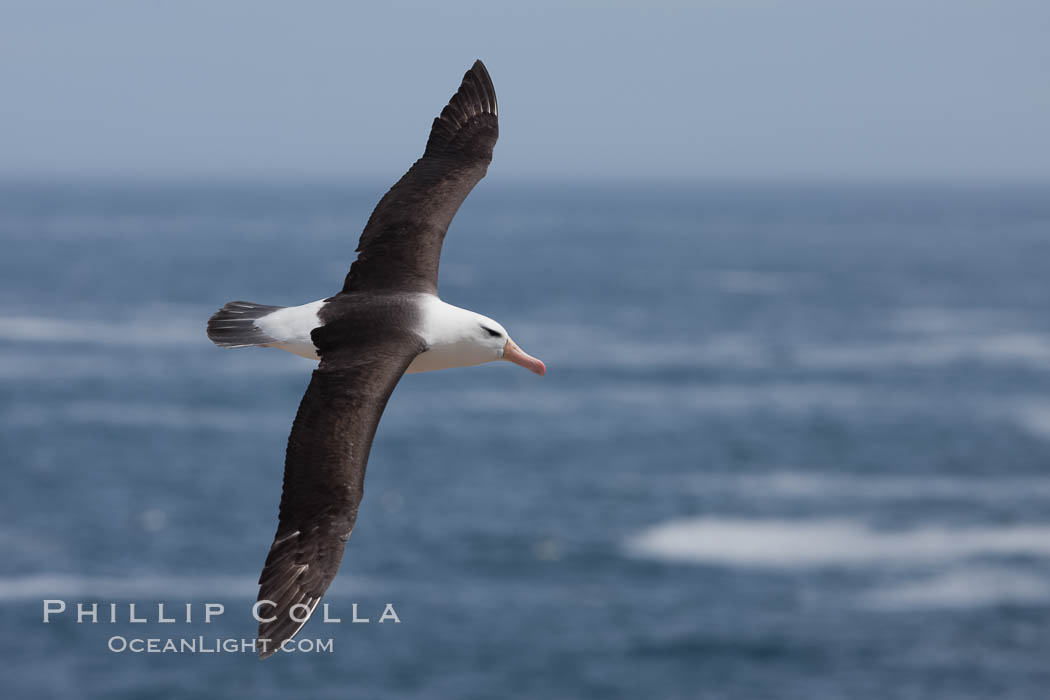 Black-browed albatross, in flight over the ocean.  The wingspan of the black-browed albatross can reach 10', it can weigh up to 10 lbs and live for as many as 70 years. Steeple Jason Island, Falkland Islands, United Kingdom, Thalassarche melanophrys, natural history stock photograph, photo id 24217