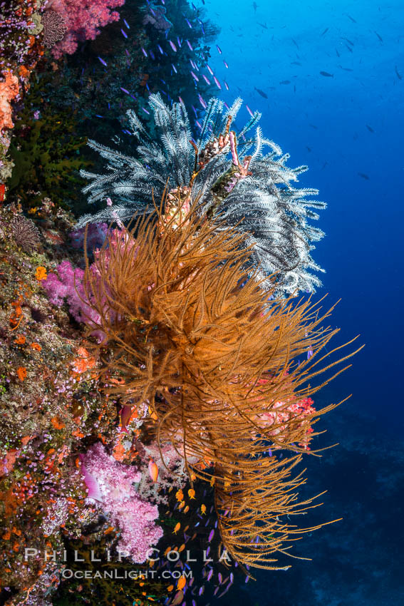 Black coral and crinoid on South Pacific coral reef, Fiji., Crinoidea, natural history stock photograph, photo id 31688