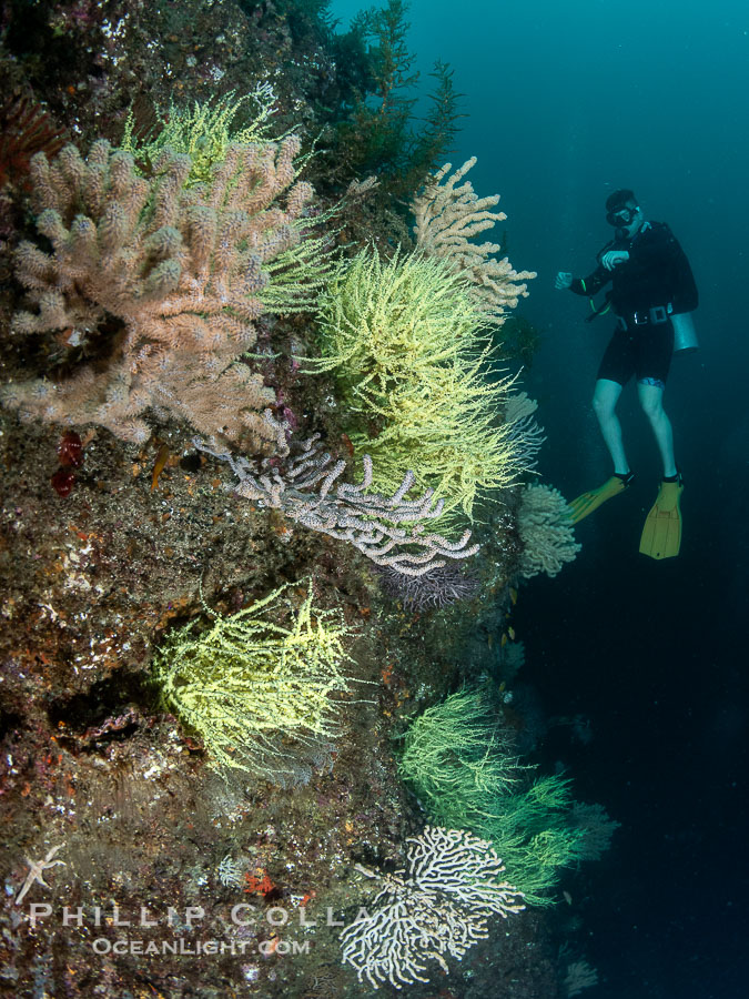 Black Coral and Gorgonians on Rocky Reef, San Pedro Martir Island, Mexico., natural history stock photograph, photo id 40414