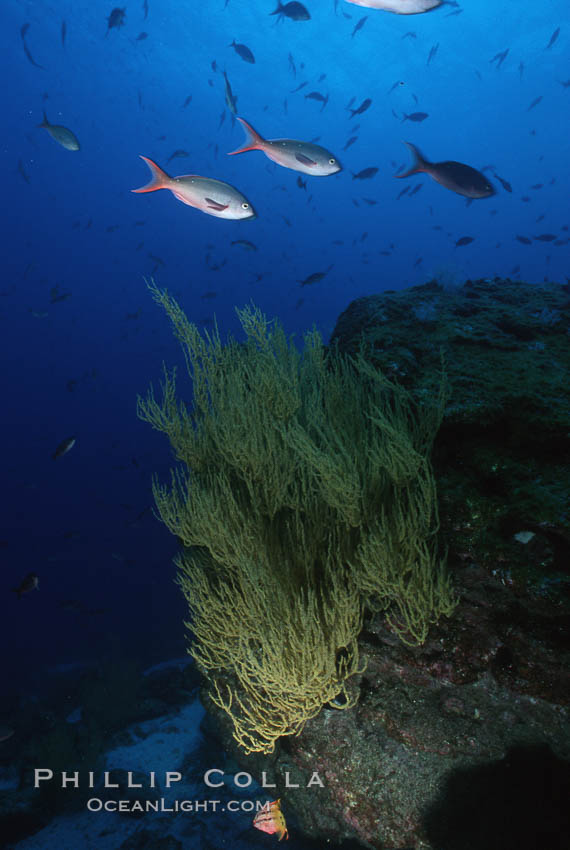 Black coral. Isla Champion, Galapagos Islands, Ecuador, Antipathidae, natural history stock photograph, photo id 05347