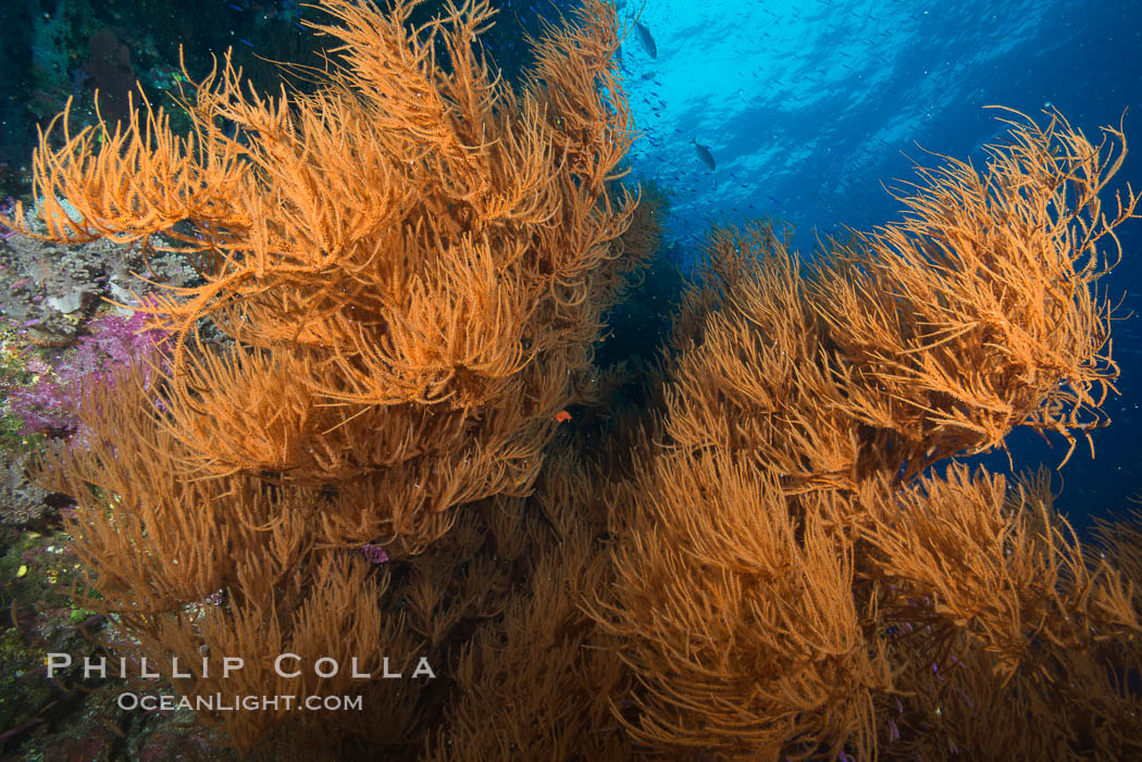 Black coral, Fiji. Namena Marine Reserve, Namena Island, natural history stock photograph, photo id 31589