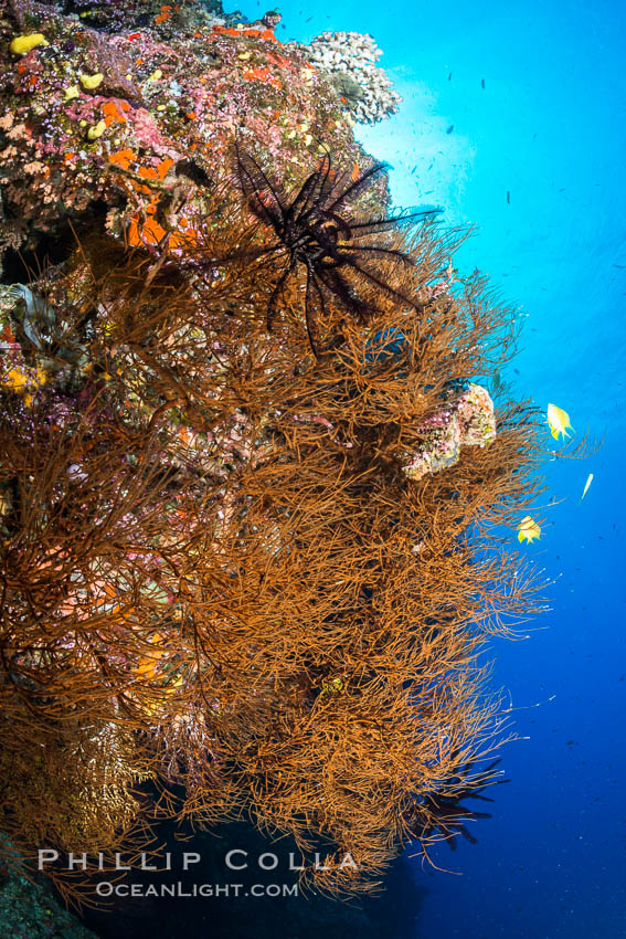 Black coral, Fiji. Vatu I Ra Passage, Bligh Waters, Viti Levu  Island, Crinoidea, natural history stock photograph, photo id 31685